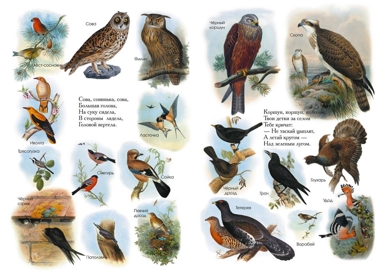 Лесные птицы названия