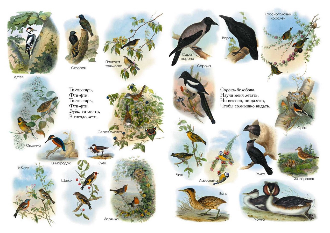 Плакат птицы для детей