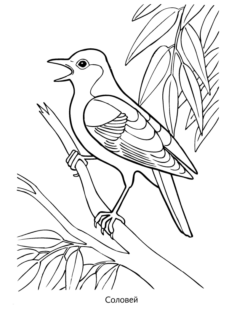 Картинки для раскраски перелетные птицы для