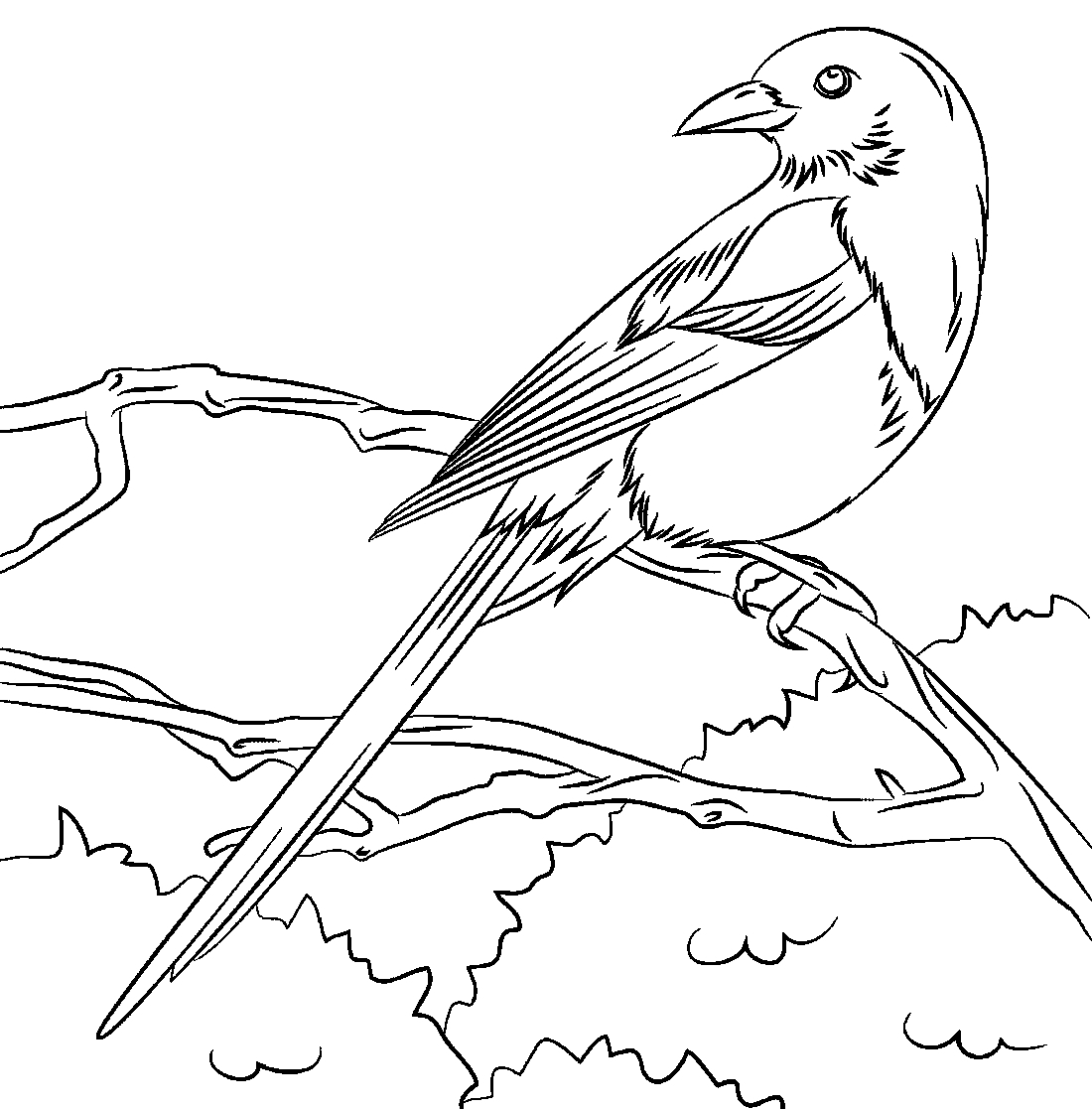 Перелетные птицы рисунок