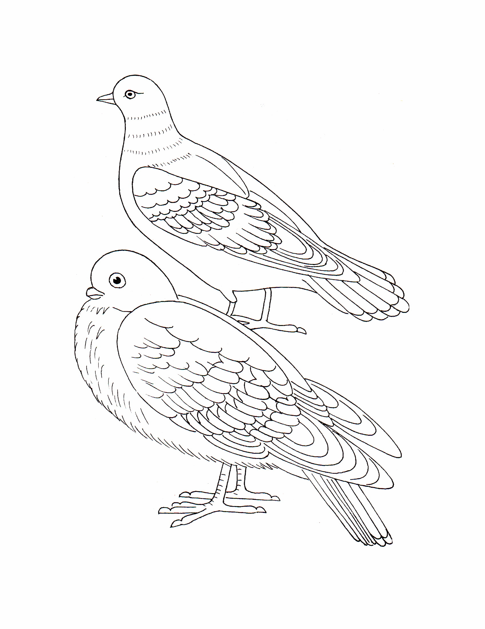 Раскраски Зимующих птиц распечатать или скачать