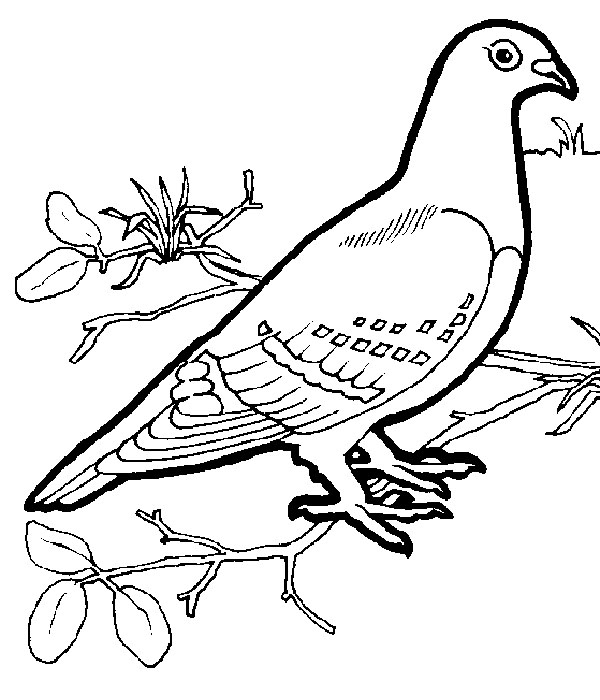 Раскраска Зимующие птицы распечатать бесплатно | Раскраски, Птицы, Шаблоны птиц