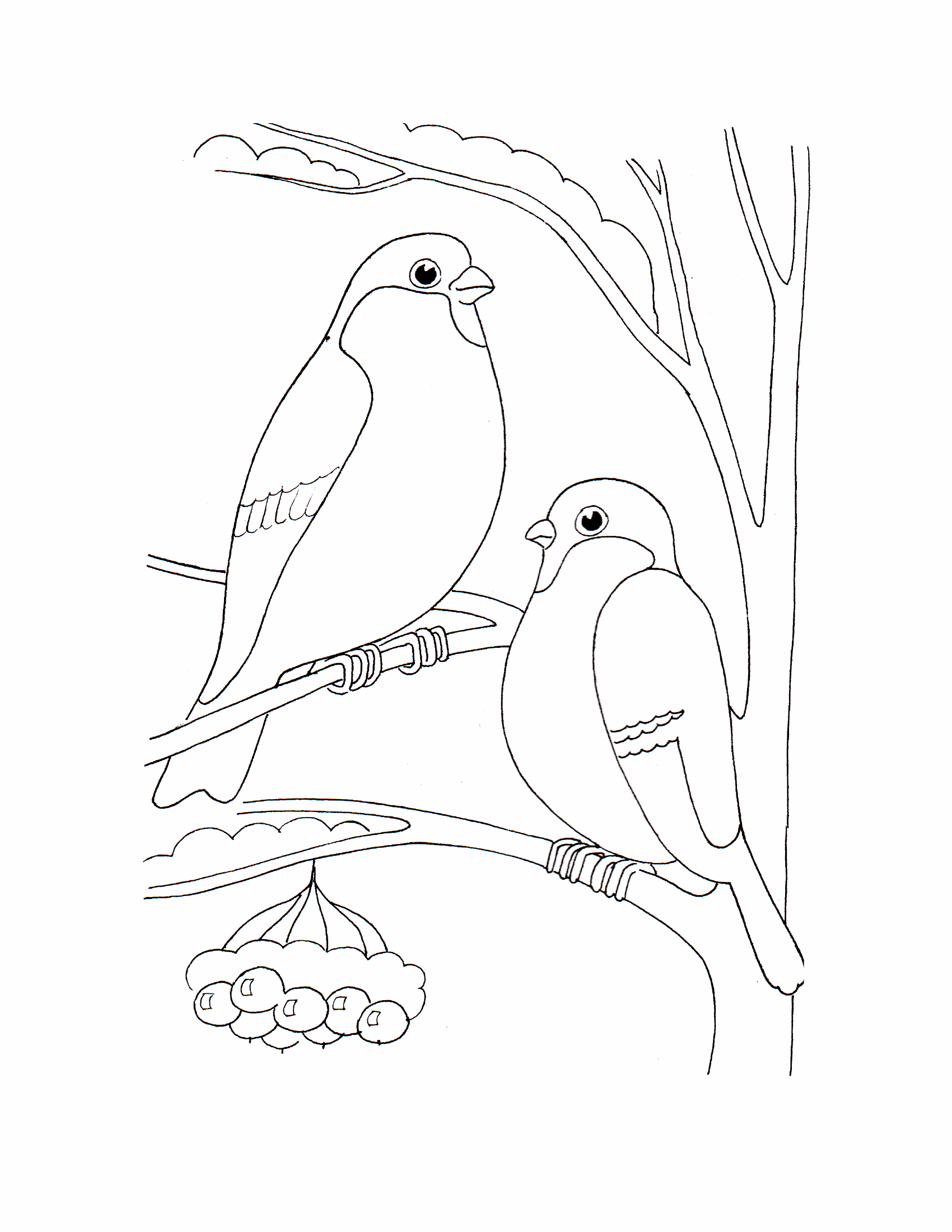 Раскраска зимние птицы