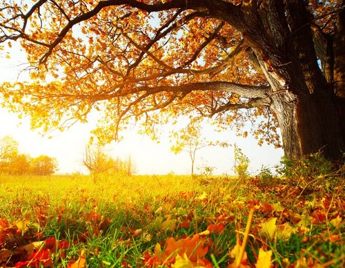 Сценарий праздника «Волшебная осень»