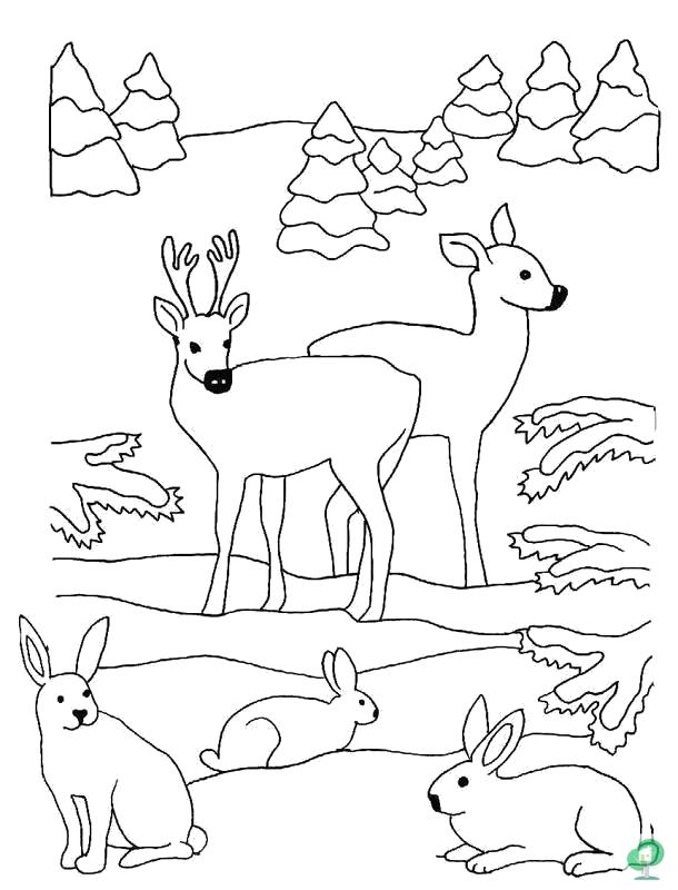 Животные зимой в лесу раскраска