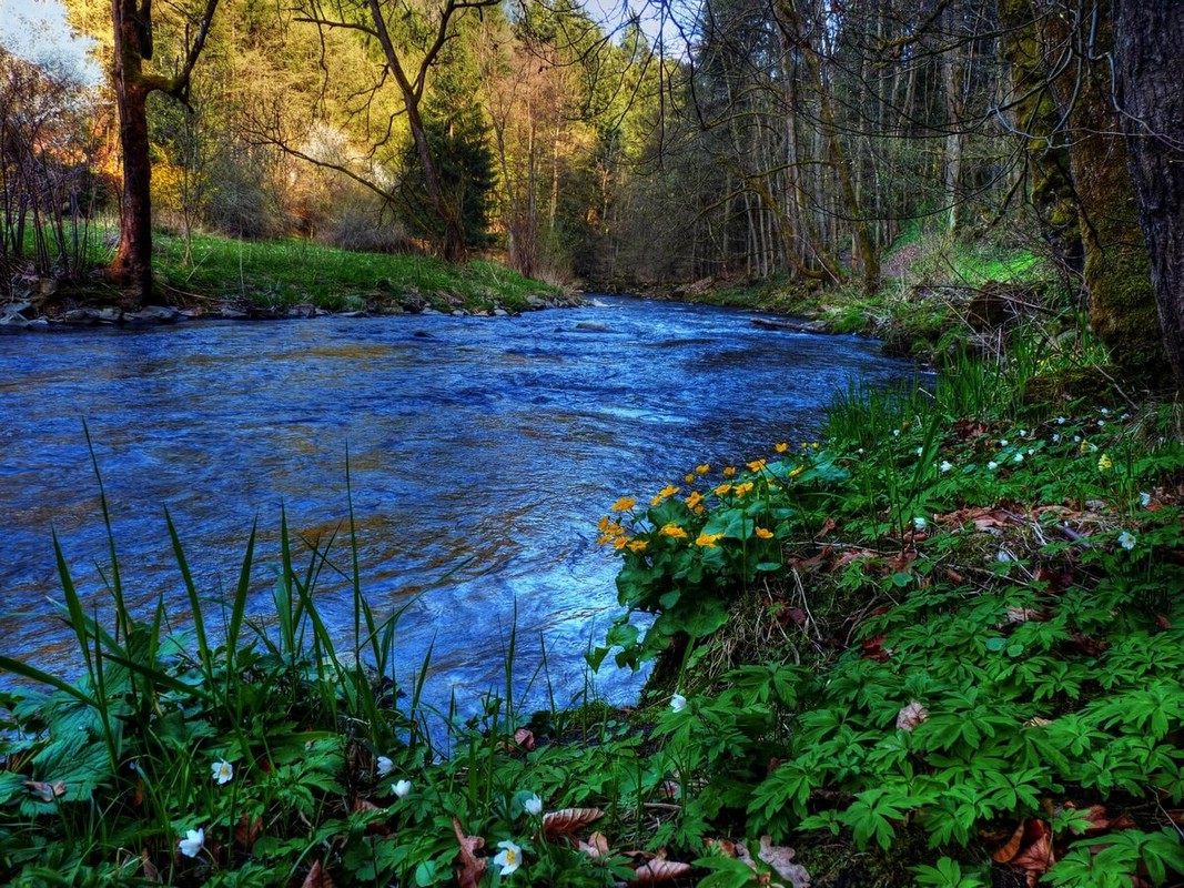 Стихотворение ты скажи мне реченька. Лесная река. Речка в лесу.