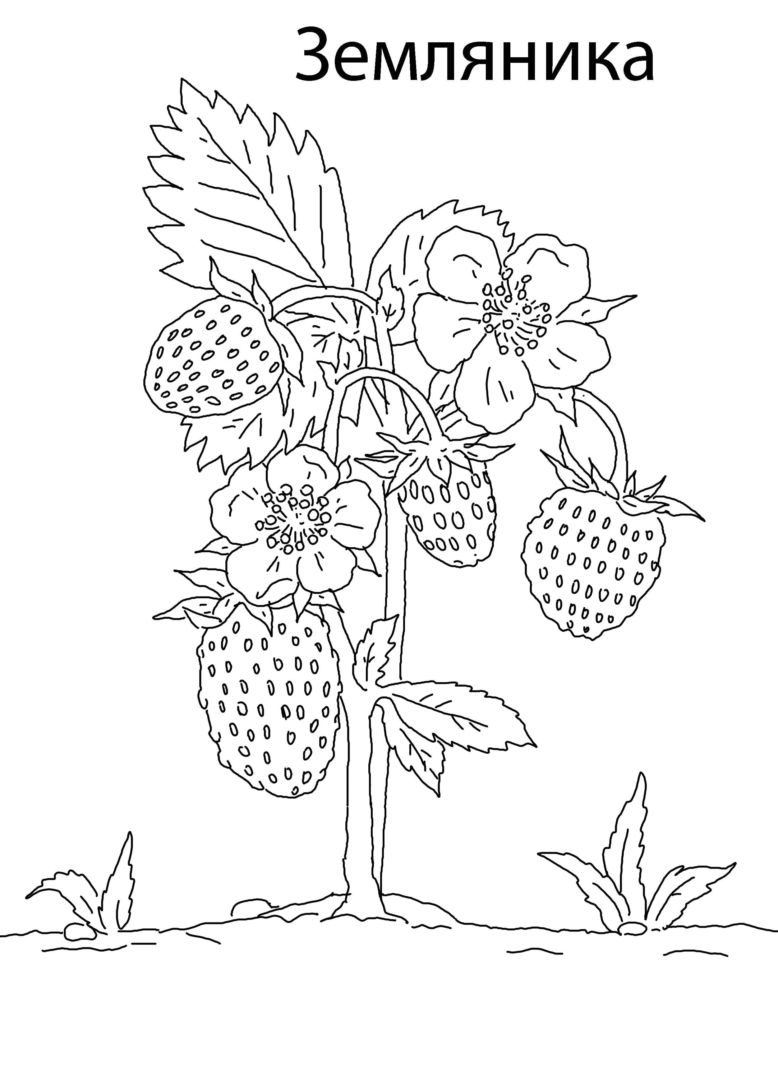Раскраска садовые ягоды