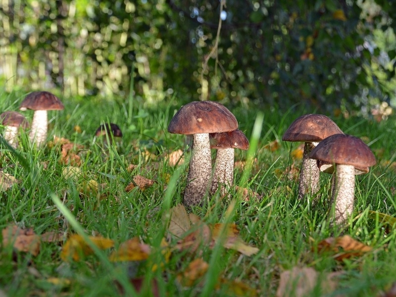 Конспект по аппликации в старшей группе «На лесной поляне выросли грибы»