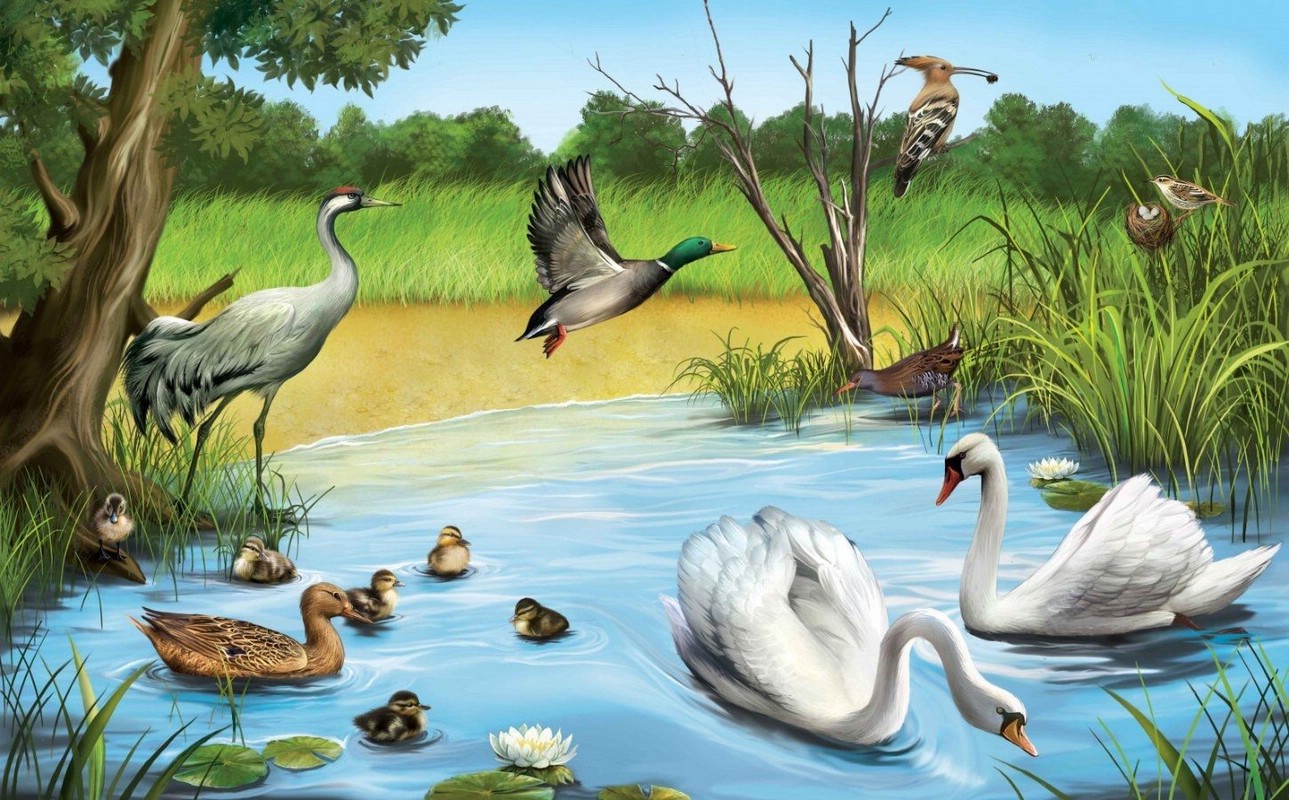 Лапы водоплавающих птиц картинки для детей