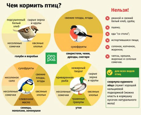 Синичкин день